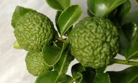 Three ways to cook with kaffir lime Three ways to cook with kaffir lime