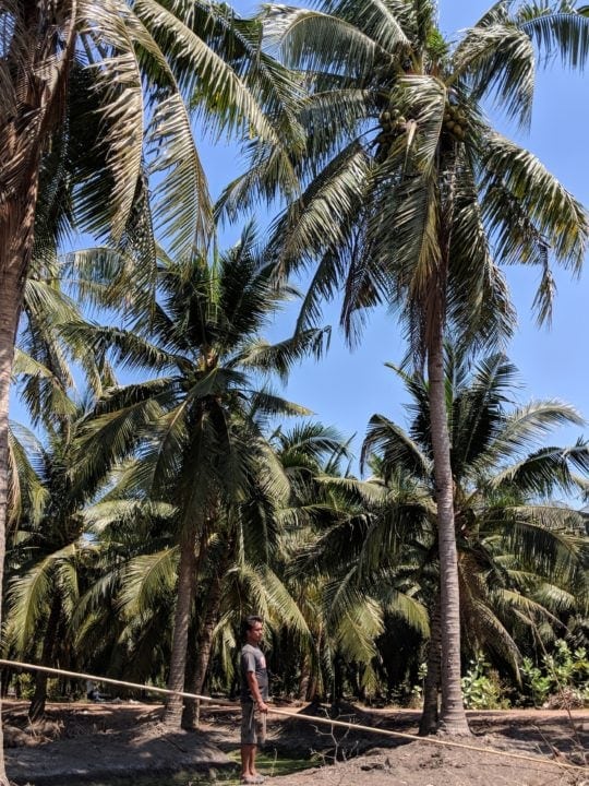 Thai Coconut