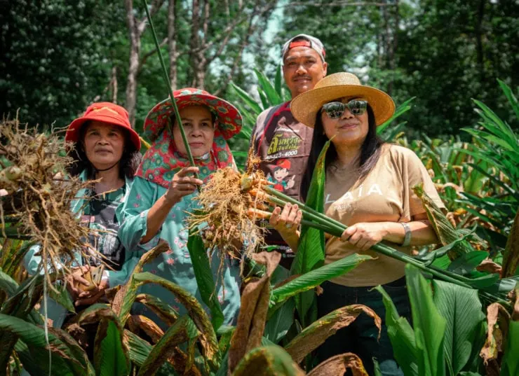 Thai locals holding lemongrass and turmeric in a field